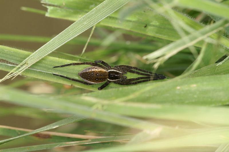 Dolomedes_fimbriatus_D5110_Z_88_Canal du Nivernais_Frankrijk.jpg